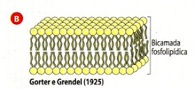 Modelo de Gorter y Grendel