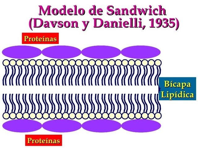 Modelo de Danielli y Davson