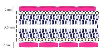 El modelo de Robertson (Membrana unitaria)
