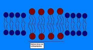 Modelo de Simons y Van Meer