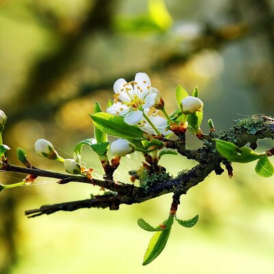 Timeline: Весна