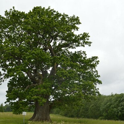 Timeline: ხის სიმაღლის გაზომვა