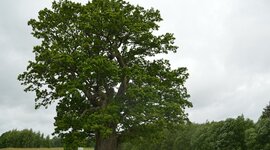 Timeline: ხის სიმაღლის გაზომვა