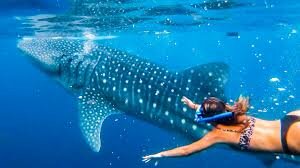 swim with the whales the rest my life
