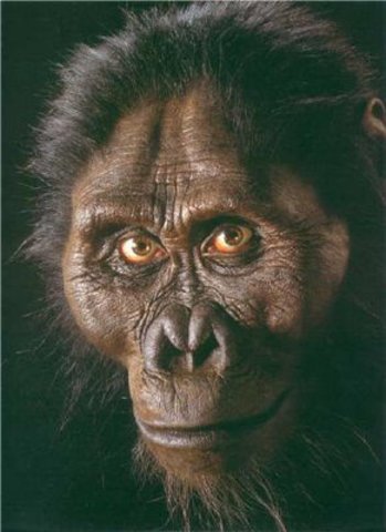 Australophitecus afarensis