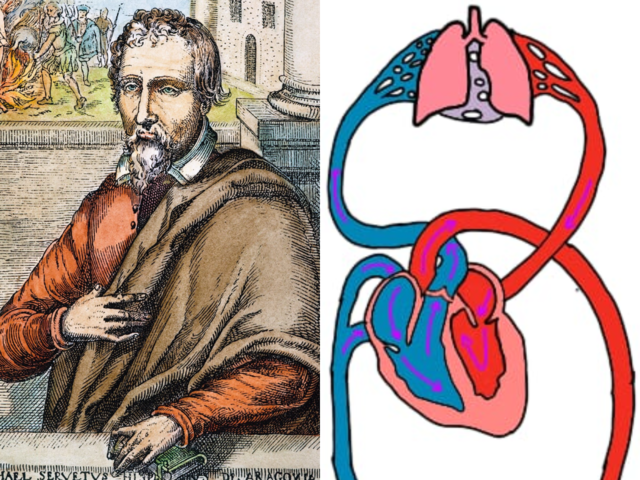 Servet descobreix la circulació pulmonar de la sang