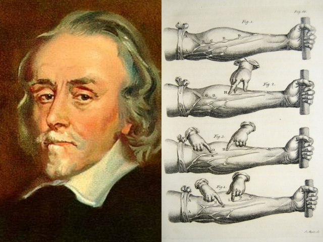 Harvey descobreix la circulació sanguínia