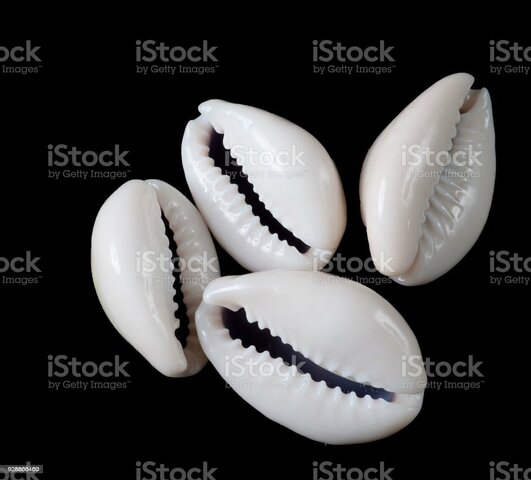 COWRY SHELLS