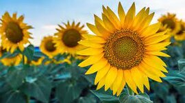 Timeline: Sunflowers