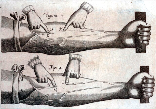 Harvey descobreix la circulció sanguínia