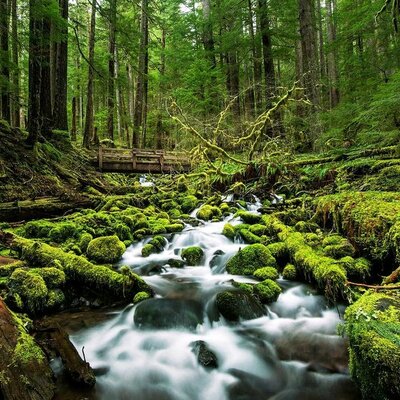 Timeline: პროექტი,,ბუნება"