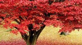 Timeline: პროექტი ვენის კლასიკოსები