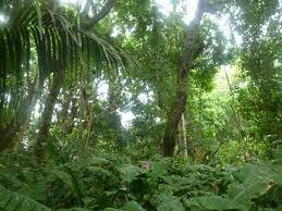 Decreto 2278 de 1953