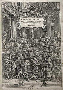 Vesalius Descriu l’anatomia, anota i realitza les primeres  disseccions del cos huma