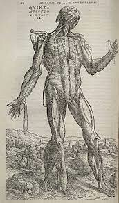 Vesalius descriu l'anatomia i realitza les primeres disseccions