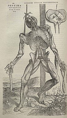 Vesalius Descriu l’anatomia, anota i realitza les primeres  disseccions del cos humà.