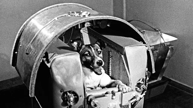 First animal to go to space
