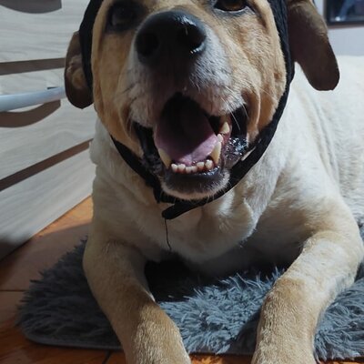 Timeline: Braco (mi perro)