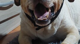 Timeline: Braco (mi perro)