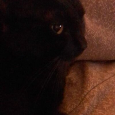 Timeline: La vida de mi reinita (Blackie mi gata)