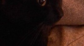 Timeline: La vida de mi reinita (Blackie mi gata)