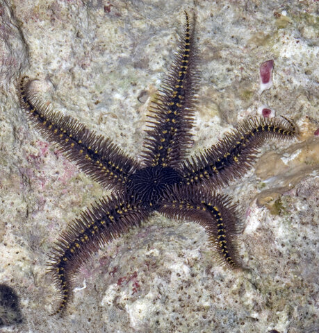 La aparición de organizaciónes nerviosa.s