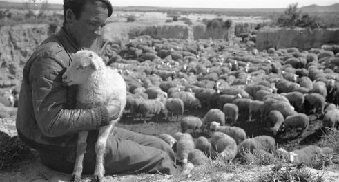 Domesticación del Ovejo 9000 AC