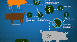 Timeline: Animales transgénicos