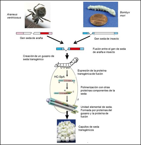 Seda transgénica y resistente