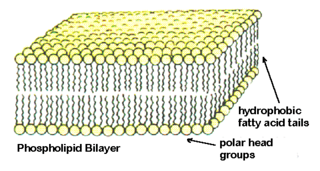 The cell membrane is discovered.