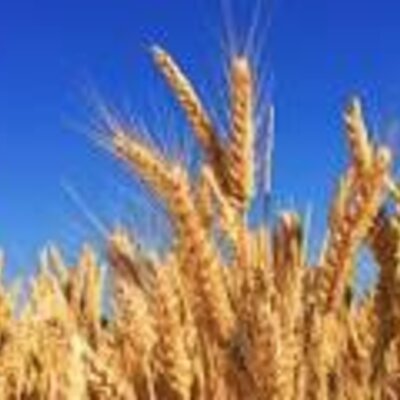 Timeline: პური