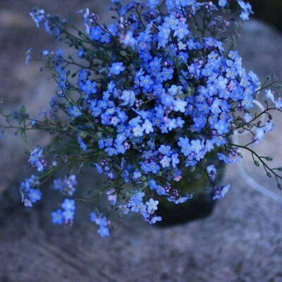 Timeline: გავუფრთხილდეთ ბუნებას