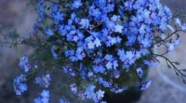 Timeline: გავუფრთხილდეთ ბუნებას