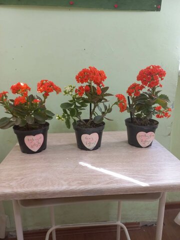 პროექტის დასასრული