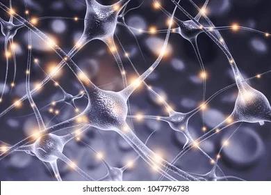 Primera agrupación de neuronas