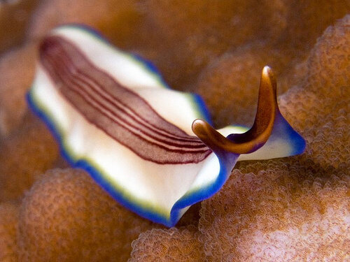 organizaciones nerviosas