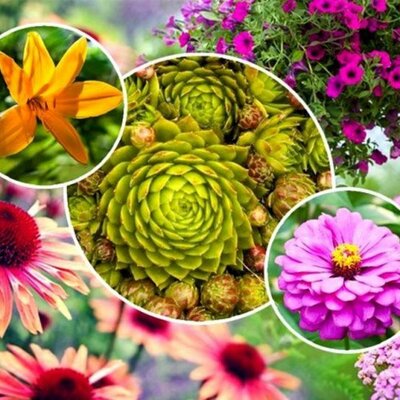 Timeline: მცენარეები