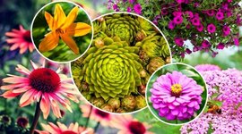 Timeline: მცენარეები