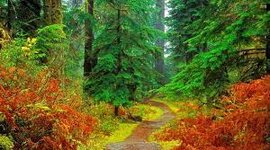 Timeline: პროექტის აქტივობები