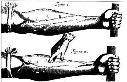 Harvey descobreix la circulació sanguínia