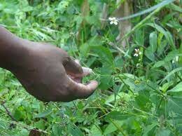 Afrocolombiano, sus derechos aprobados en la constitución.