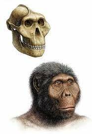 Australopithecus