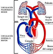 Es descrobreix la circulació pulmonar