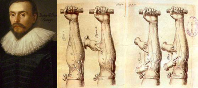 Harvey descobreix la circulació sanguínia