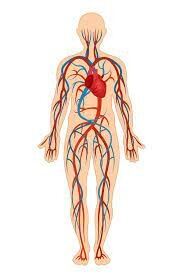 Descobriment de la circulació sanguínea