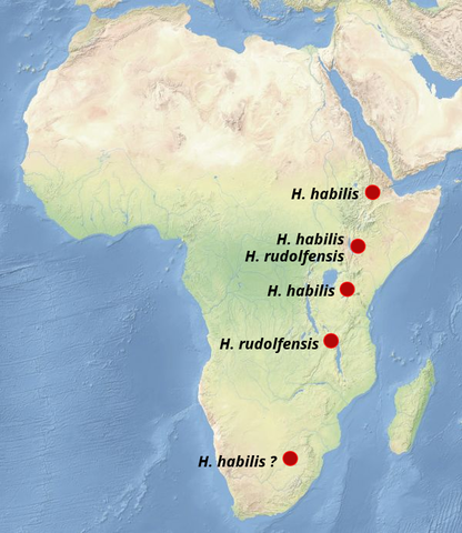 DISTRIBUCIÓ GEOGRÀFICA HOMO HABILIS
