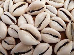 Cowry shells