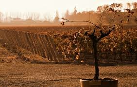 DESPUÉS DE LA CRISIS ECONÓMICA