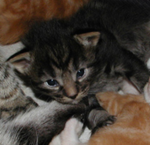 Er is een optie op Joep