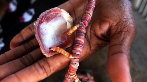 conchas como moeda de troca